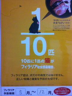 猫フィラリア.jpg